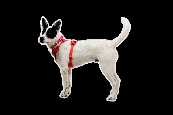 Ruffwear Front Range Flex Harness Rose Violet Gr. XXXS